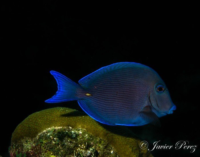 Blue tang Grand Cayman snorkeling