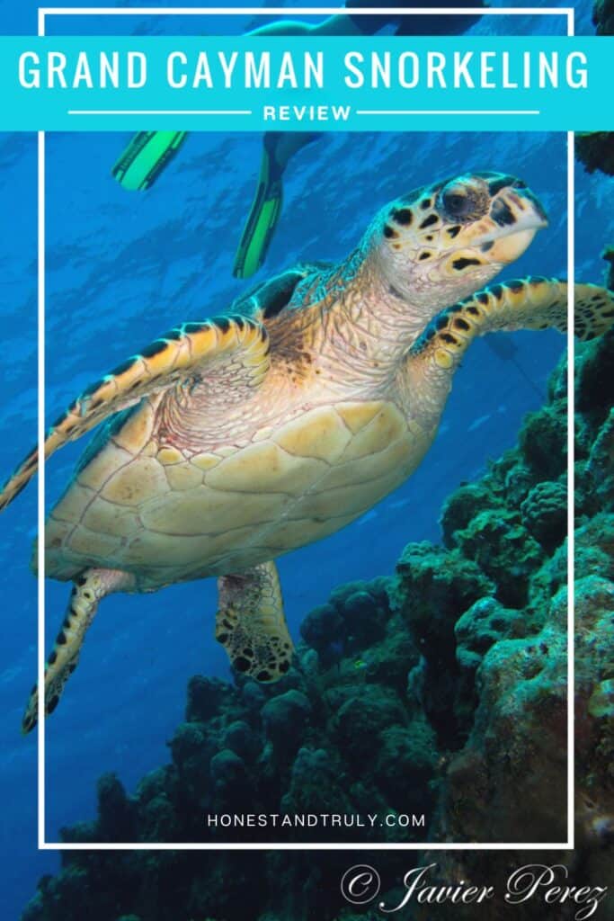 Image shows the best shore excursion for Grand Cayman snorkeling.