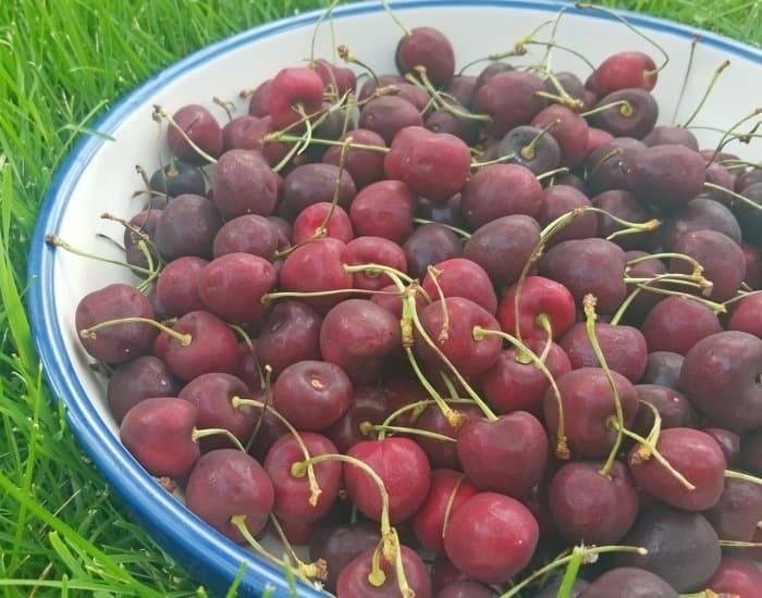 Bowl of cherries
