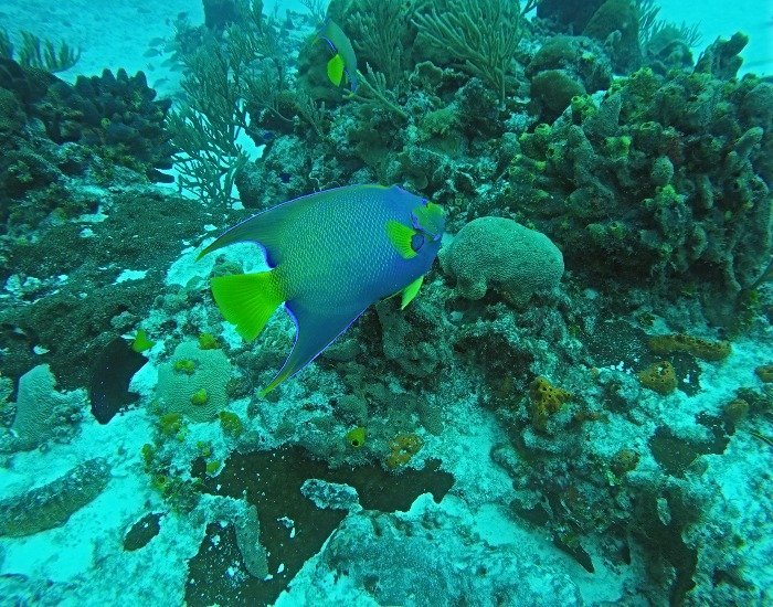 Gorgeous fish when cozumel scuba diving