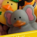 Image shows a Closeup of rubber ducks with text what to know about cruising ducks.