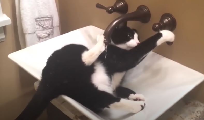 Try Not To Laugh Watching Funny Dog and cat Fails Compilation 2020