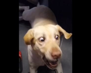 Funny Dog TikToks Have Taken Over My Algorithm – Tiktok dog compilation