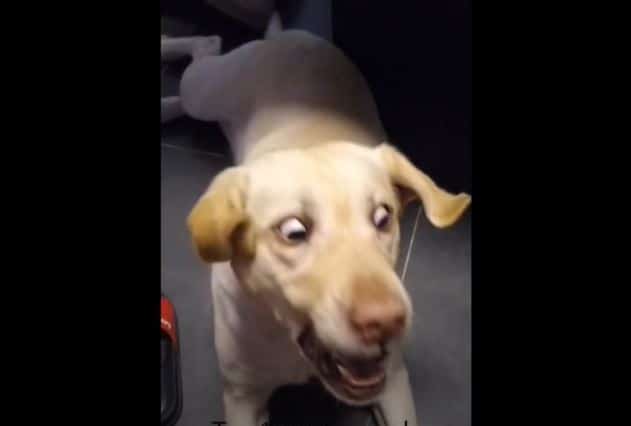 Funny Dog TikToks Have Taken Over My Algorithm - Tiktok dog compilation