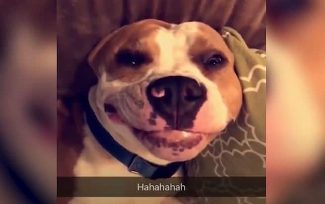 Funniest Dogs And Cats - Try Not To Laugh - Funny Pet videos