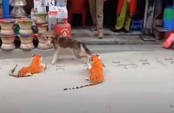 Funniest Pranks On Dogs & Cats - TRY NOT TO LAUGH - Funny Pets