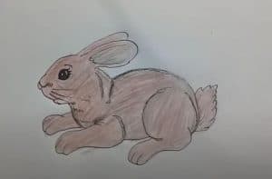How to Draw a Rabbit step by step - Cute animals Drawing for Beginners