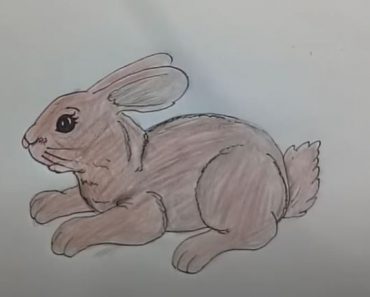 How to Draw a Rabbit step by step || Cute animals Drawing for Beginners