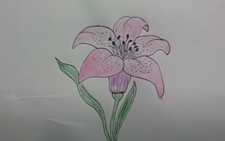 How to draw a lily flower Step by Step - Flower Drawing easy for Beginners