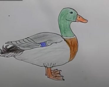 How to draw a Duck step by step easy