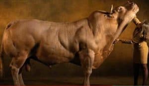 Belgian Blue Bull