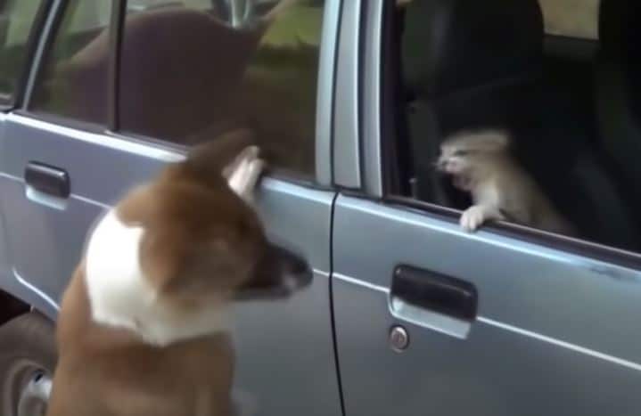 Funny Dog and cat fighting