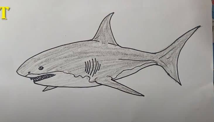 How to Draw a Great White Shark