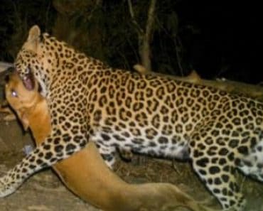 Leopard attacks dog video - Dog vs Wild animals