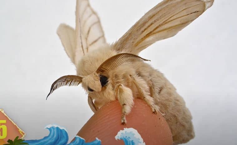 Most Incredible Moth Species