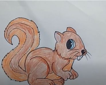 how to draw a cute squirrel step by step