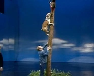 Funny Dog Climbing Tree video || Funny animals