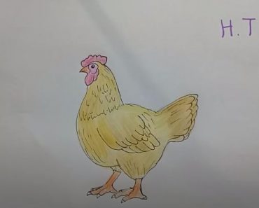 How Draw a Chicken ( hen) Easy Step by Step