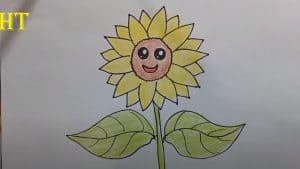 How To Draw A Sunflower 
