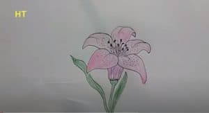 How To Draw A lily flower