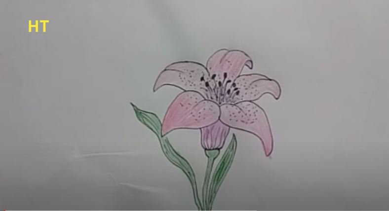 How To Draw A lily flower