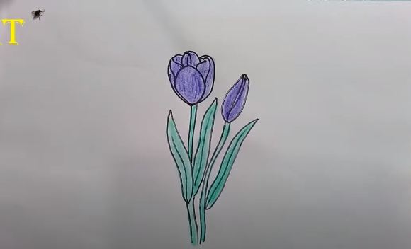 How To Draw Tulip