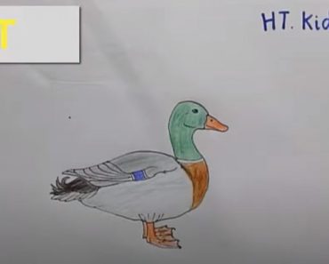 How To Draw a Duck Easy Step By Step
