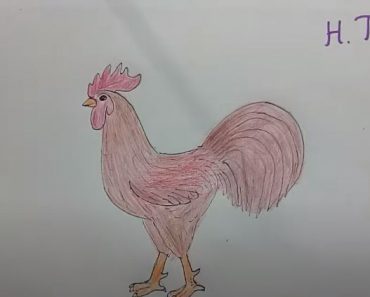 How To Draw a Rooster