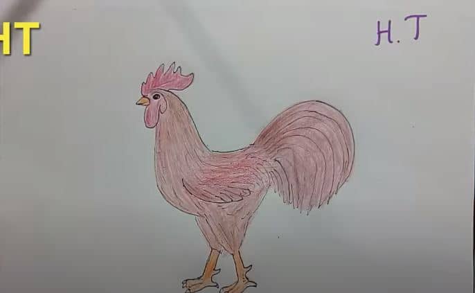 How To Draw a Rooster