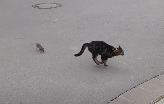 Mouse chasing Cat