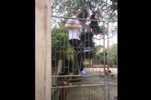 funny dog chasing humans