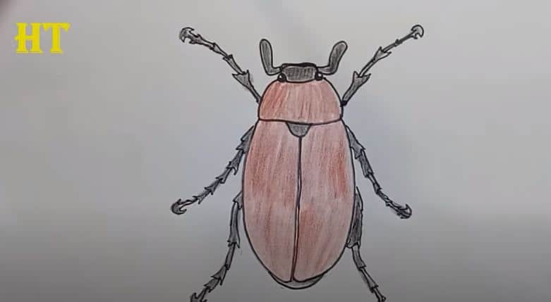 How To Draw A Bug ( Maybug ) - Easy Step By Step