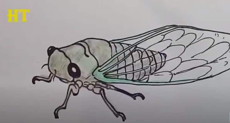 How To Draw A Cicada Easy Step By Step