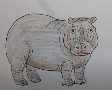 How To Draw A Hippopotamus Easy Step By Step