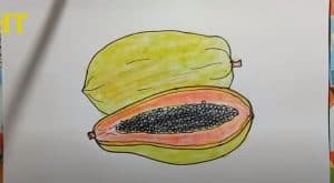 How To Draw A Papaya