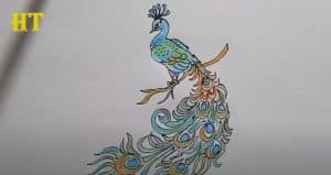 How To Draw A Peacock