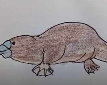 How To Draw A Platypus Easy Steo By Step
