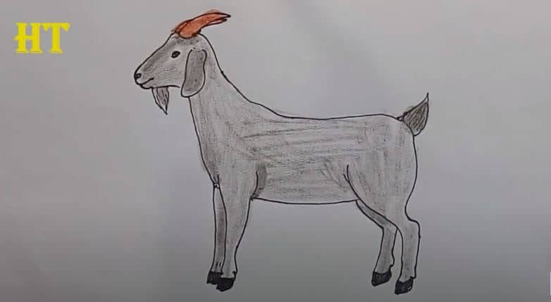 How To Draw A goat Easy Step By Step