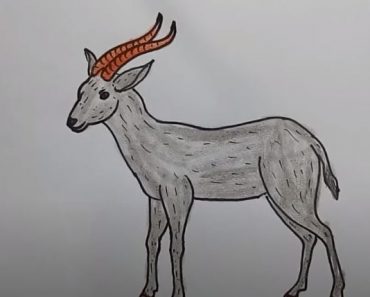 How To Draw An Antelope Easy Step By Step