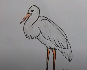 How To Draw A Stork Easy Step by Step