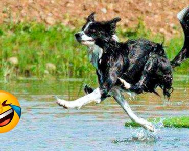 Funniest Dogs And Cats Videos | Summary of Best Funny Animal Videos 2022 .