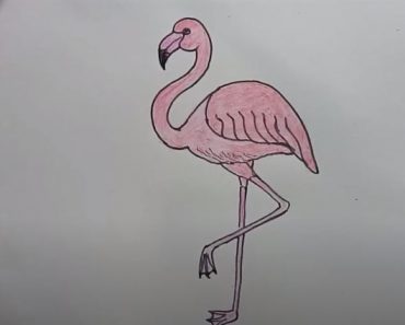 How To Draw A Flamingo Easy Step By Step | Easy animals to draw