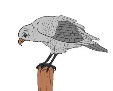 How To Draw A Hawk Step By Step | Bird drawing easy