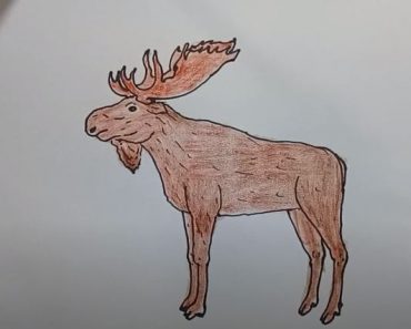 How To Draw A Moose Step Easy By Step Easy | animals drawing