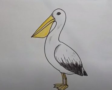 How To Draw A Pelican Easy Step By Step | Bird drawing easy