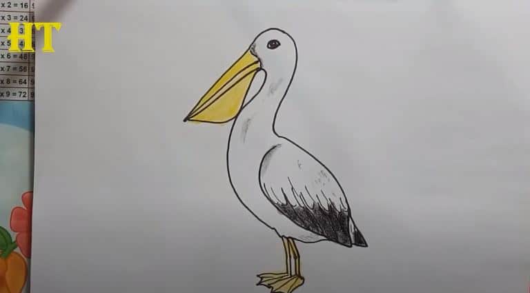 How To Draw A Pelican Easy Step By Step