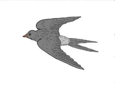 How To Draw A Swallow Step By Step | Bird drawing easy