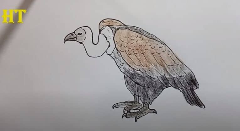 How To Draw A Vulture Easy Step By Step