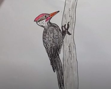 How To Draw A Woodpecker Easy Step By Step | Bird drawing easy