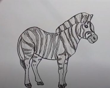How To Draw A Zebra Horse Easy Step By Step